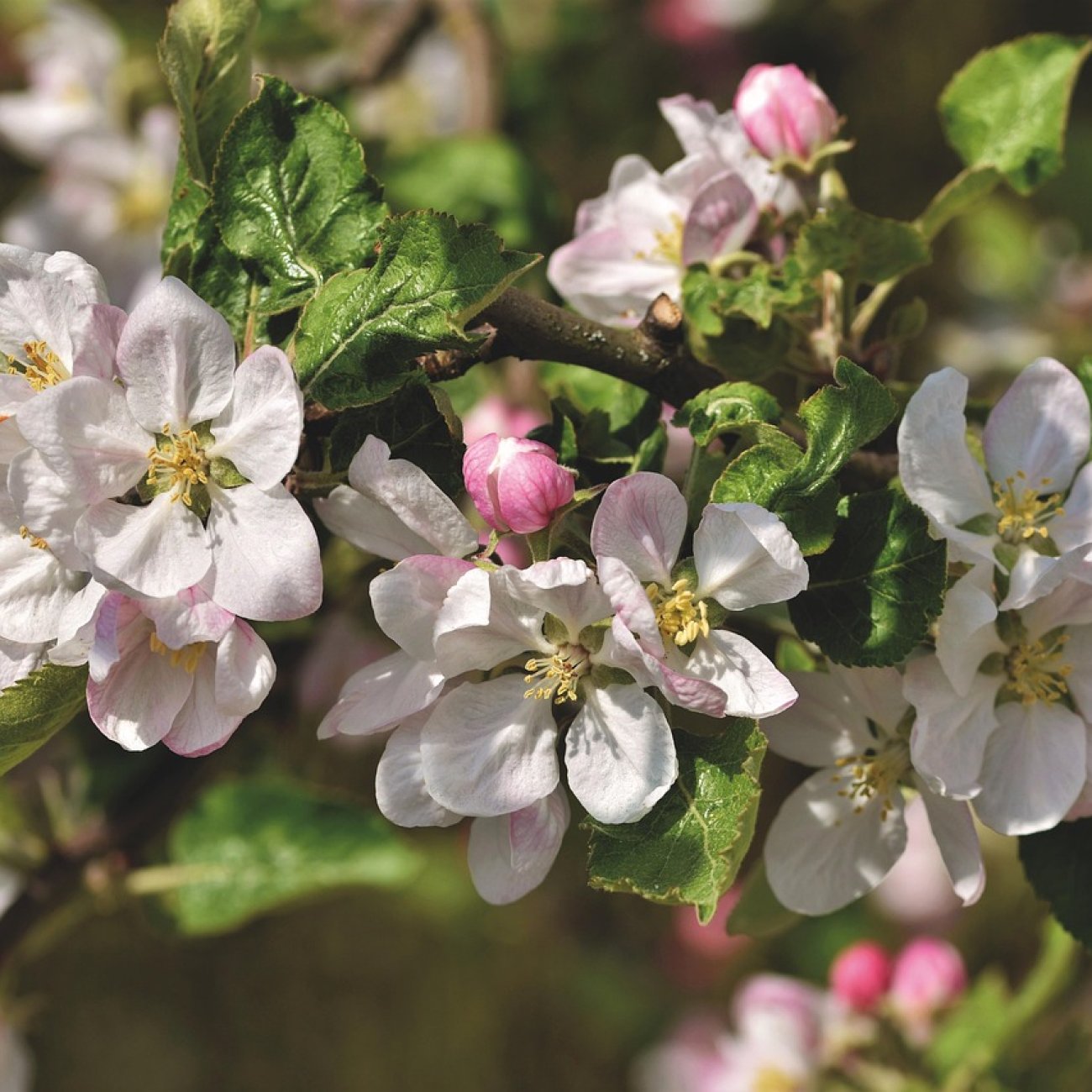 Obrázok Jabloň domáca (Malus domestica) ´JONAPRINCE´ - zimná, výška 120-150 cm, voľnokorenná